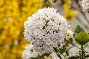 viburnum carlesii (80-100 cm) - afbeelding 5