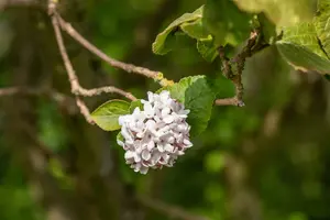 viburnum carlesii (80-100 cm) - afbeelding 2