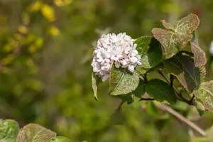 viburnum carlesii (80-100 cm) - afbeelding 3