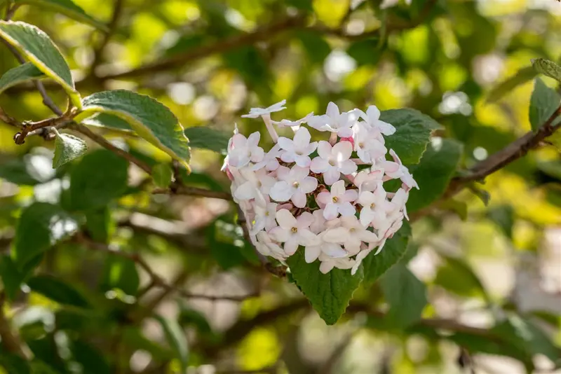viburnum carlesii (80-100 cm) - afbeelding 4
