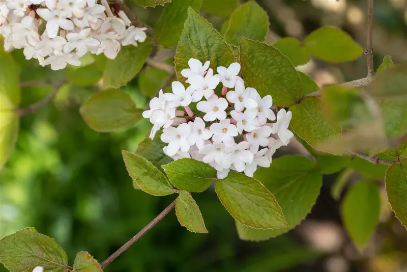 viburnum carlesii (80-100 cm) - afbeelding 5