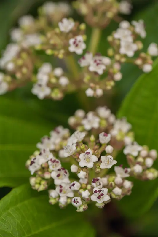 viburnum davidii (100-125 cm) - afbeelding 1