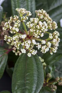 viburnum davidii (100-125 cm) - afbeelding 3