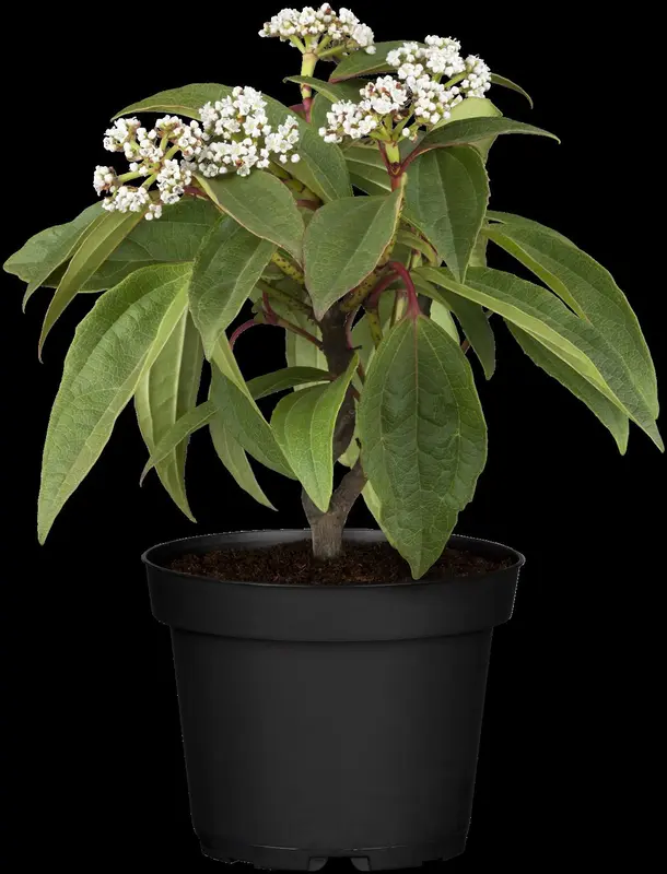 viburnum davidii (100-125 cm) - afbeelding 5