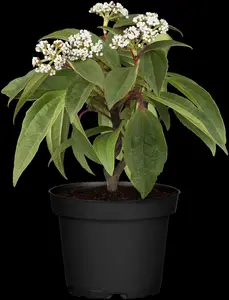 viburnum davidii (100-125 cm) - afbeelding 5
