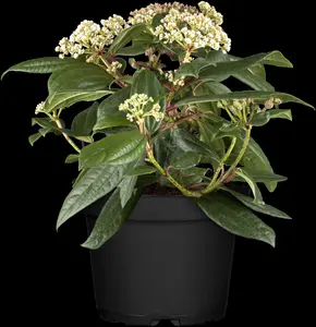 viburnum davidii (100-125 cm) - afbeelding 2