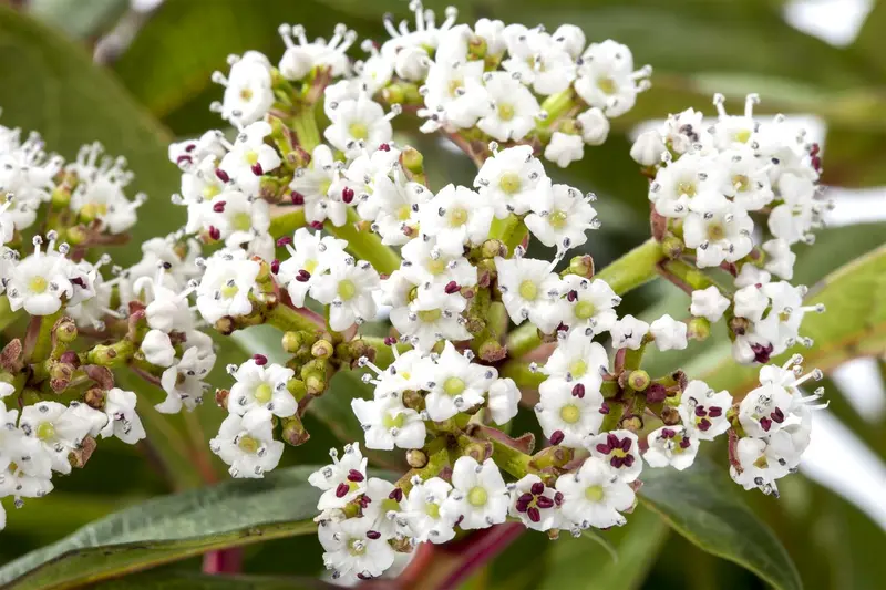 viburnum davidii (100-125 cm) - afbeelding 4