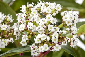 viburnum davidii (100-125 cm) - afbeelding 4