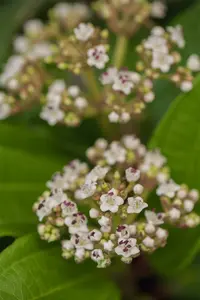Viburnum davidii 50- 60   KLUIT - afbeelding 1