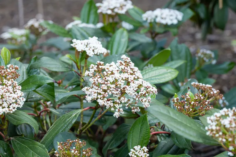 Viburnum davidii 50- 60 KLUIT - afbeelding 4
