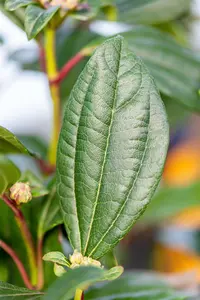 Viburnum davidii 60- 80 KLUIT - afbeelding 5