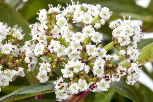 Viburnum davidii 60- 80 KLUIT - afbeelding 3