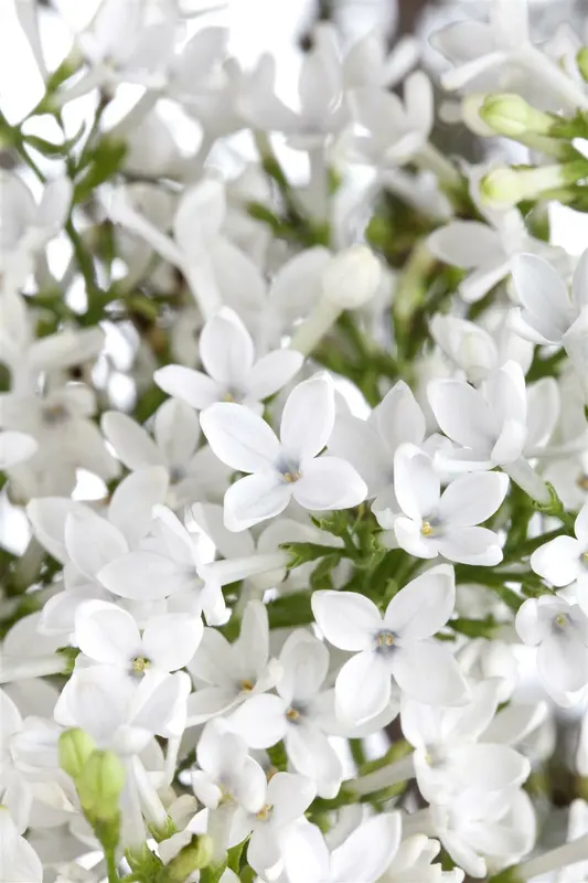 Viburnum 'Eskimo' STAM/120 C10 - afbeelding 1