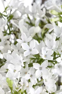 Viburnum 'Eskimo' STAM/120 C10