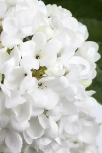 Viburnum 'Eskimo' STAM/120 C10 - afbeelding 2