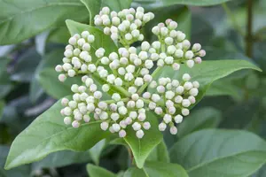 Viburnum 'Eskimo' STAM/120 C10 - afbeelding 3