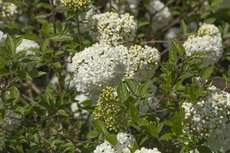 Viburnum 'Eskimo' STAM/120 C10 - afbeelding 4