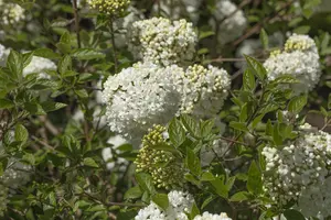 Viburnum 'Eskimo' STAM/120 C10 - afbeelding 4
