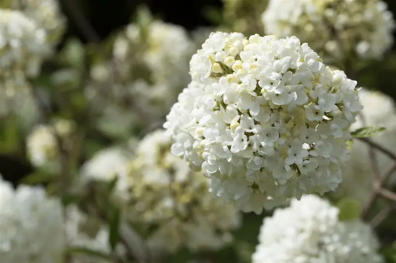 Viburnum 'Eskimo' STAM/120 C10 - afbeelding 5