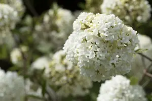 Viburnum 'Eskimo' STAM/120 C10 - afbeelding 5