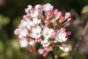 viburnum far. 'december dwarf' (60- 80cm)