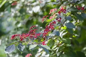 viburnum lantana (50- 60cm) - afbeelding 2