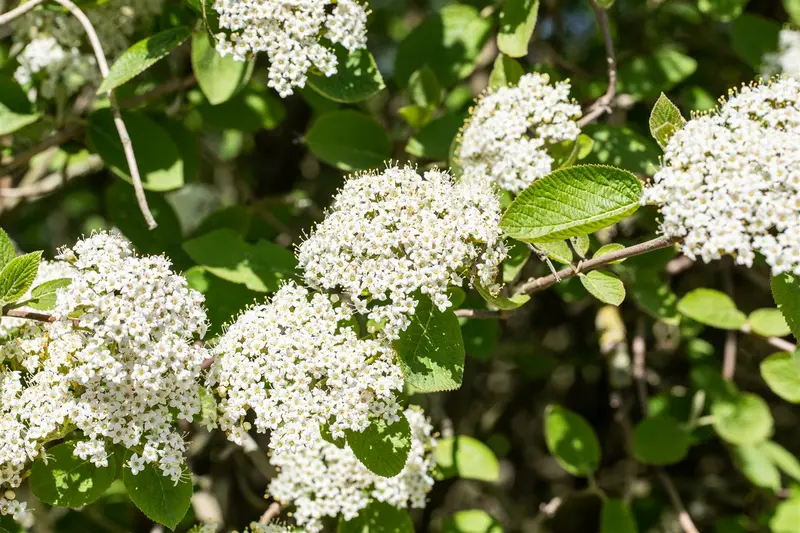 viburnum lantana (50- 60cm) - afbeelding 2