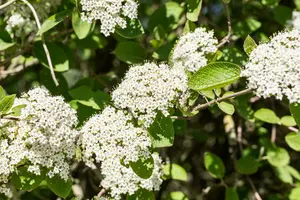 viburnum lantana (50- 60cm) - afbeelding 2