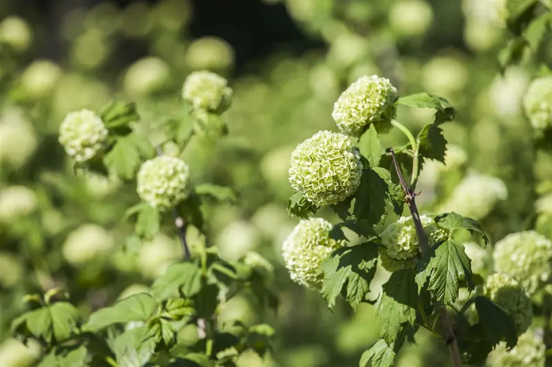Viburnum op. 'Roseum' 175-200   C35 - afbeelding 1