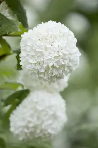 Viburnum op. 'Roseum' 200-250   C20 - afbeelding 5