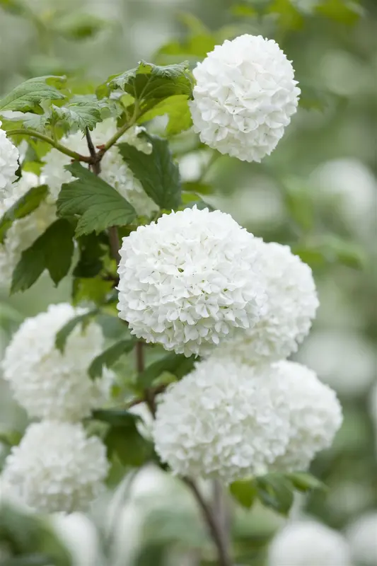 Viburnum op. 'Roseum' 40- 60   C - afbeelding 5
