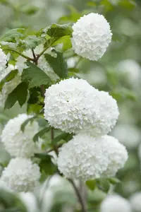 Viburnum op. 'Roseum' 40- 60   C - afbeelding 5