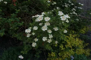 Viburnum opulus 125-150 KLUIT - afbeelding 5