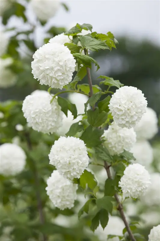 viburnum opulus (150-175 cm) - afbeelding 5