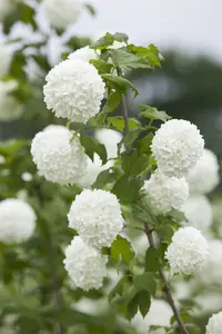 viburnum opulus (150-175 cm) - afbeelding 5