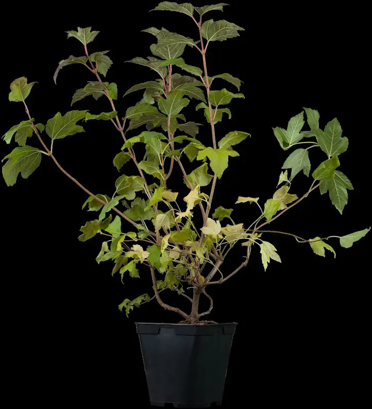 viburnum opulus (150-175 cm) - afbeelding 1
