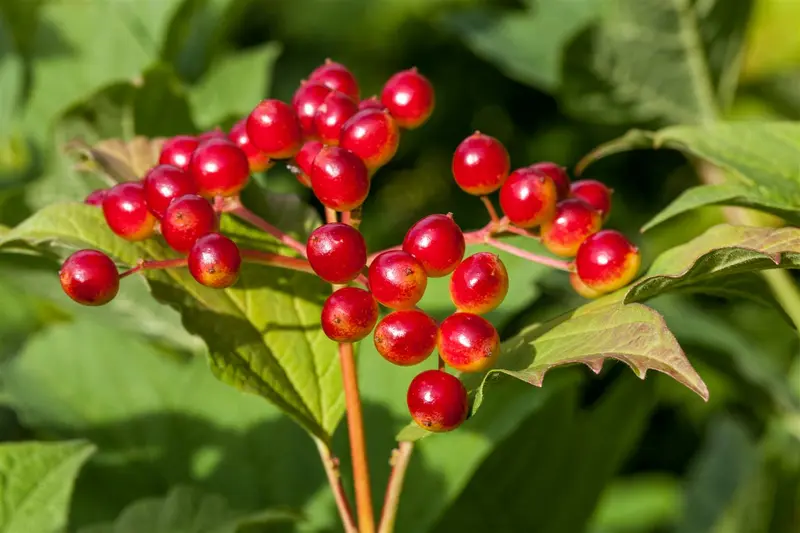 viburnum opulus (150-175 cm) - afbeelding 2