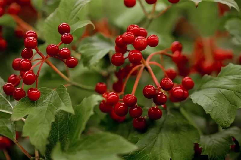 viburnum opulus (150-175 cm) - afbeelding 3