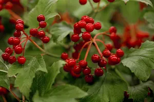 viburnum opulus (150-175 cm) - afbeelding 3