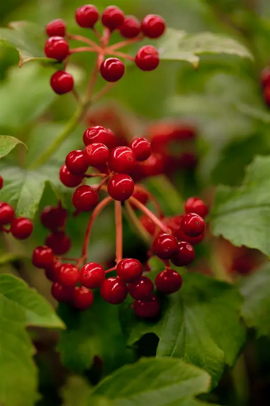 Viburnum opulus 150-175 KLUIT - afbeelding 2