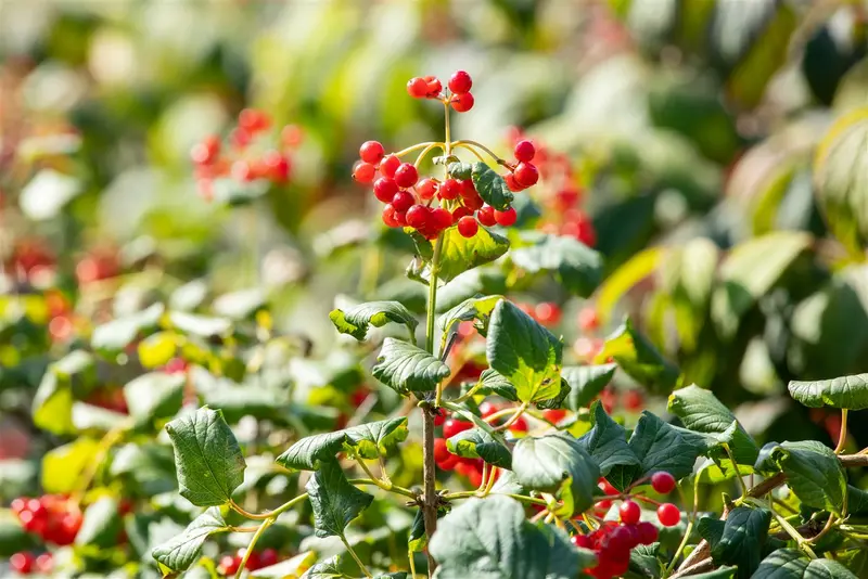 Viburnum opulus 150-175 KLUIT - afbeelding 4