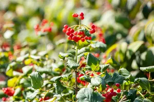 Viburnum opulus 150-175 KLUIT - afbeelding 4