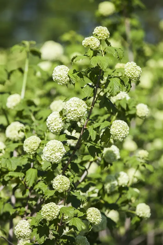 Viburnum opulus 175-200 KLUIT - afbeelding 3