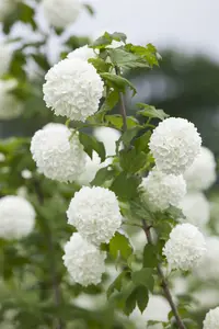 Viburnum opulus 60- 80 C7.5 - afbeelding 4