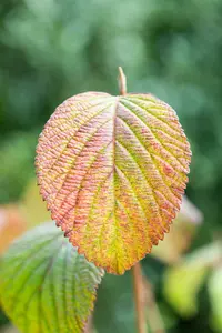 Viburnum plic. 'Grandiflorum' (rotundifolium) 40- 60   C - afbeelding 3