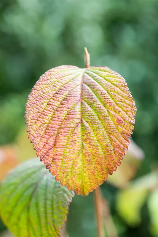 Viburnum plic. 'Grandiflorum' (rotundifolium) 60- 80   C10 - afbeelding 3