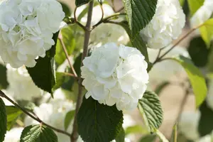 Viburnum plic. 'Grandiflorum' (rotundifolium) 60- 80   C10 - afbeelding 1