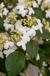 Viburnum plic. 'Kilimandjaro' 100-125 C25 - afbeelding 4