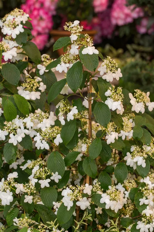 Viburnum plic. 'Kilimandjaro' 100-125 C25 - afbeelding 5