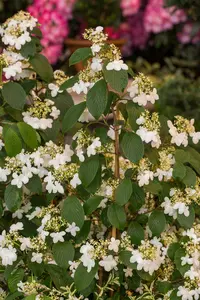 Viburnum plic. 'Kilimandjaro' 100-125 C25 - afbeelding 5
